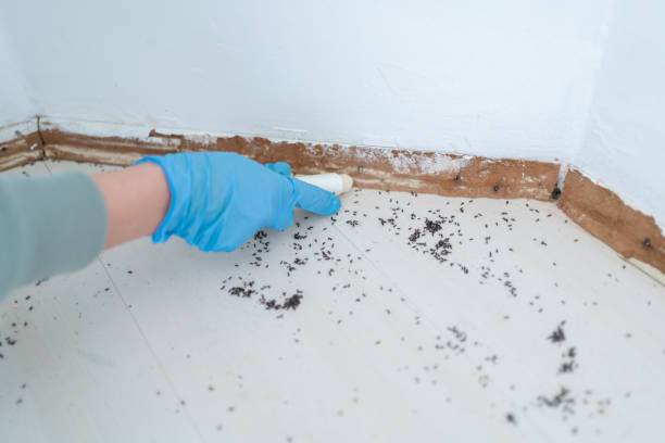 Best Wasp Removal Services  in Gloucester City, NJ